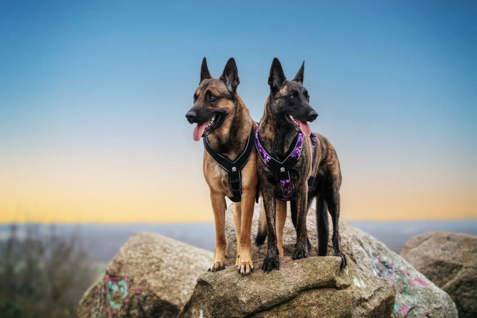 Bad Guys Dog Wear: newsletter e campagne email