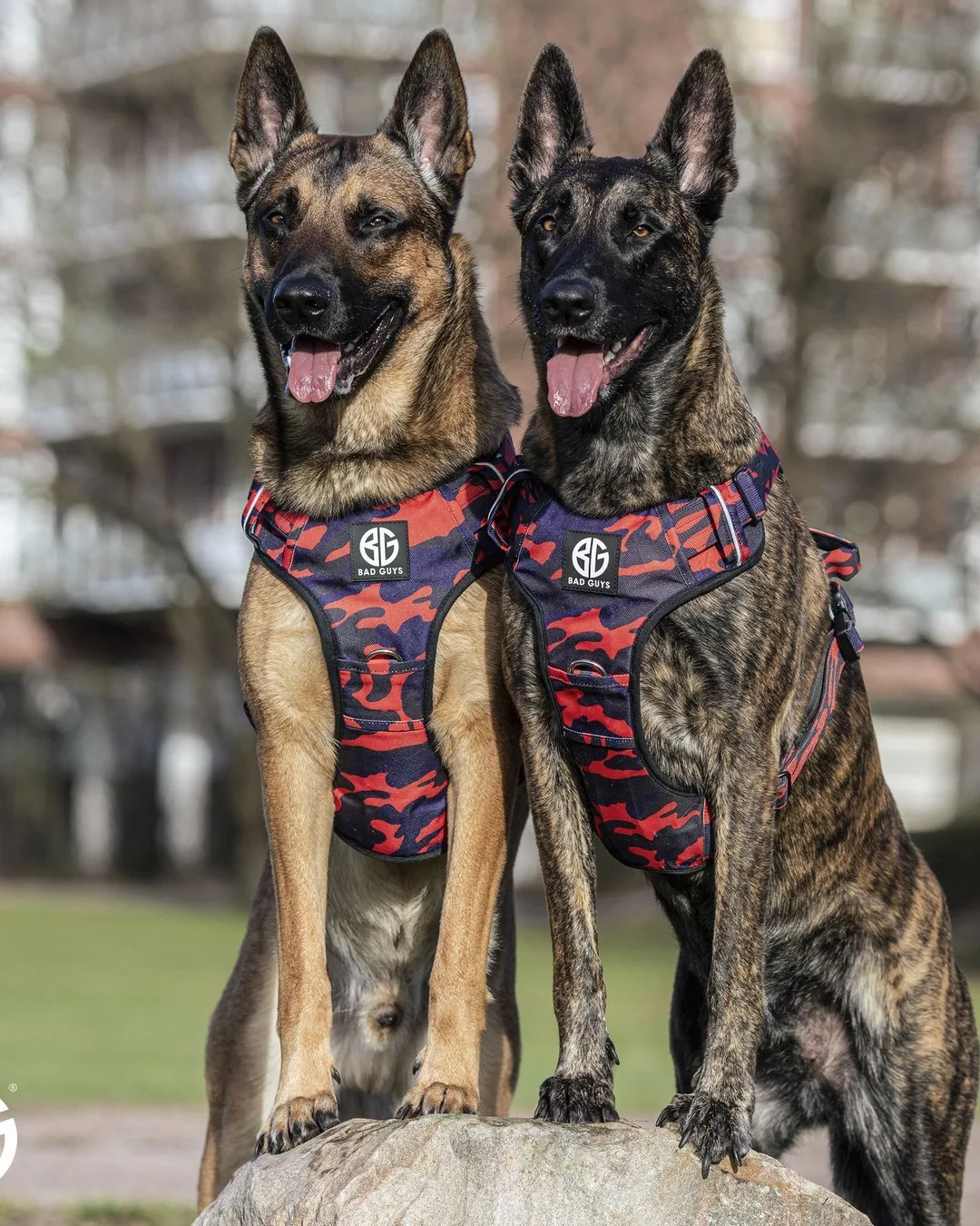 Due pastori belga malinois con pettorine mimetiche rosse Bad Guys Dogwear