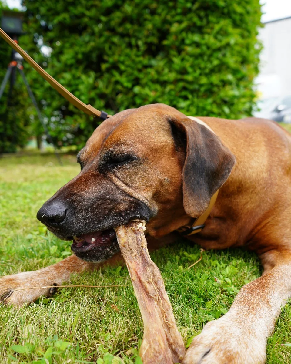Cane che mastica un osso naturale sull'erba, shooting Bio Barf